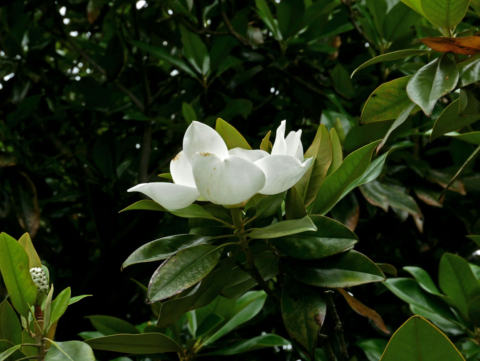 Sweet Bay Magnolia