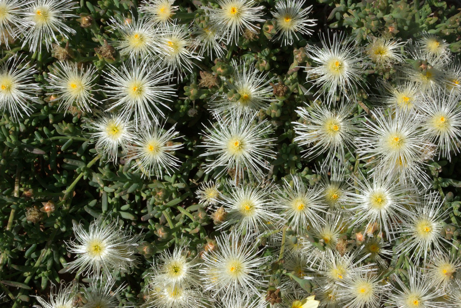Tipos de Hortênsias e Tempos de Floração