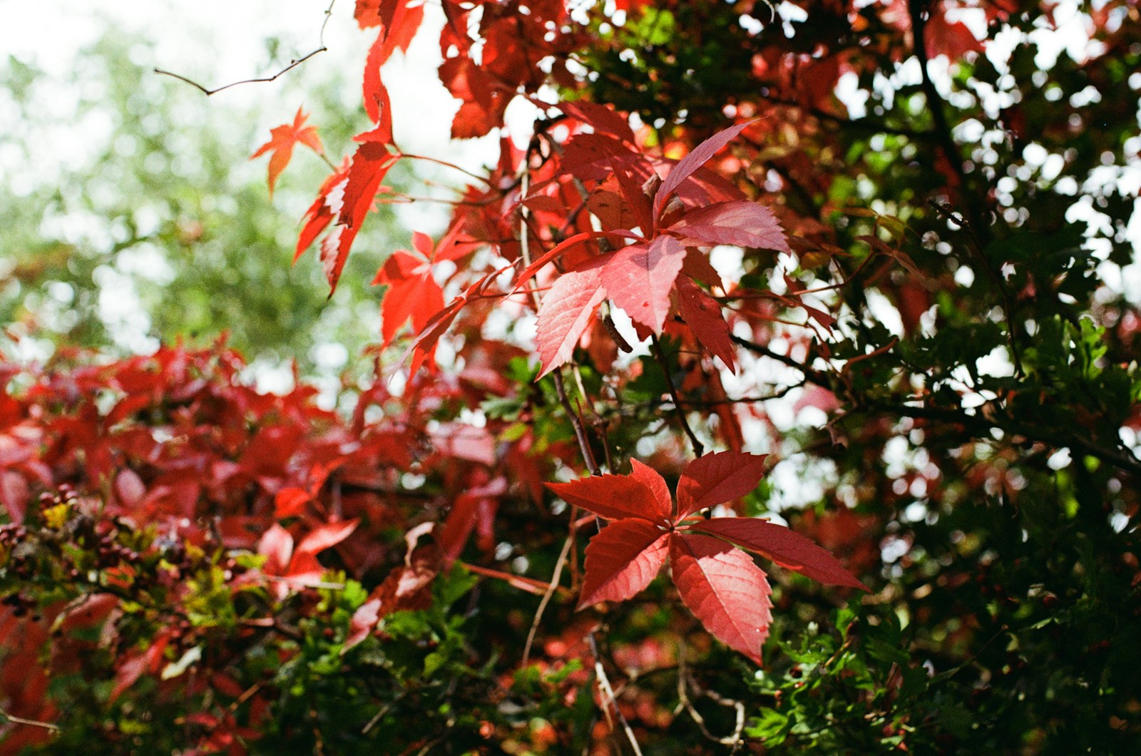 ‘Tokyo Silky Sweet’
