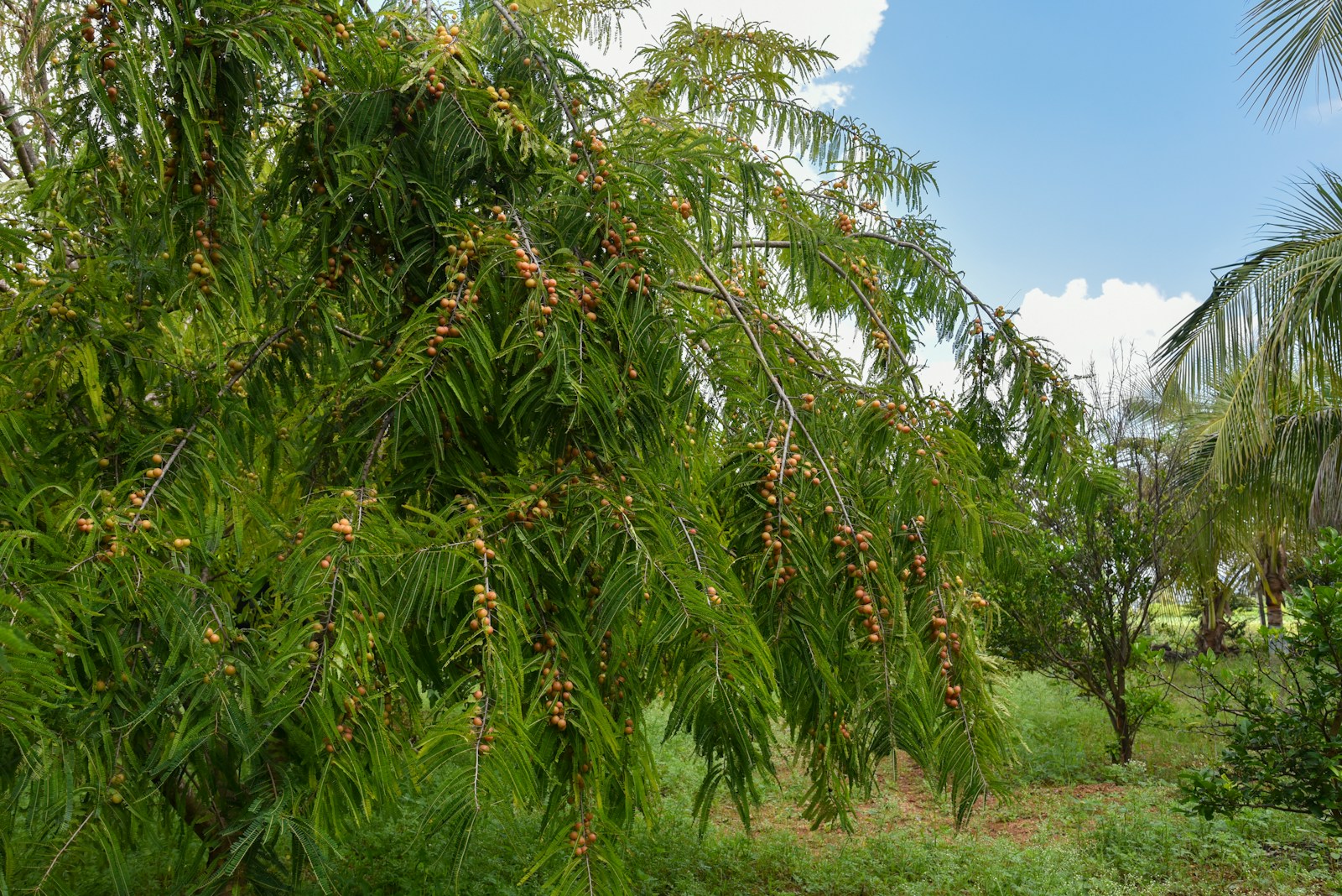 Coleta de Sementes