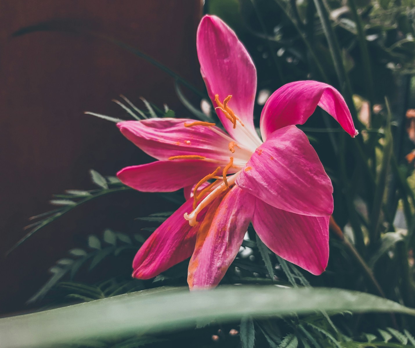 Como Aumentar a Floração Geral