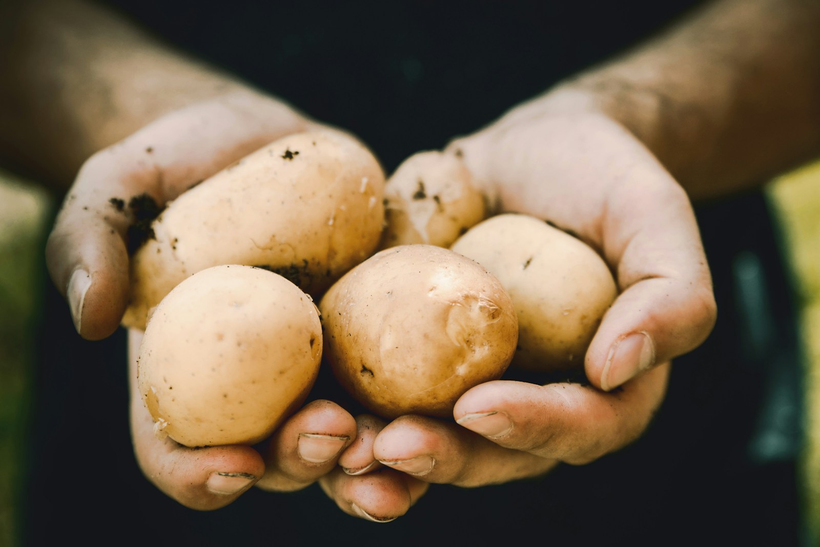 Por Que Usar Água de Batata no Jardim?