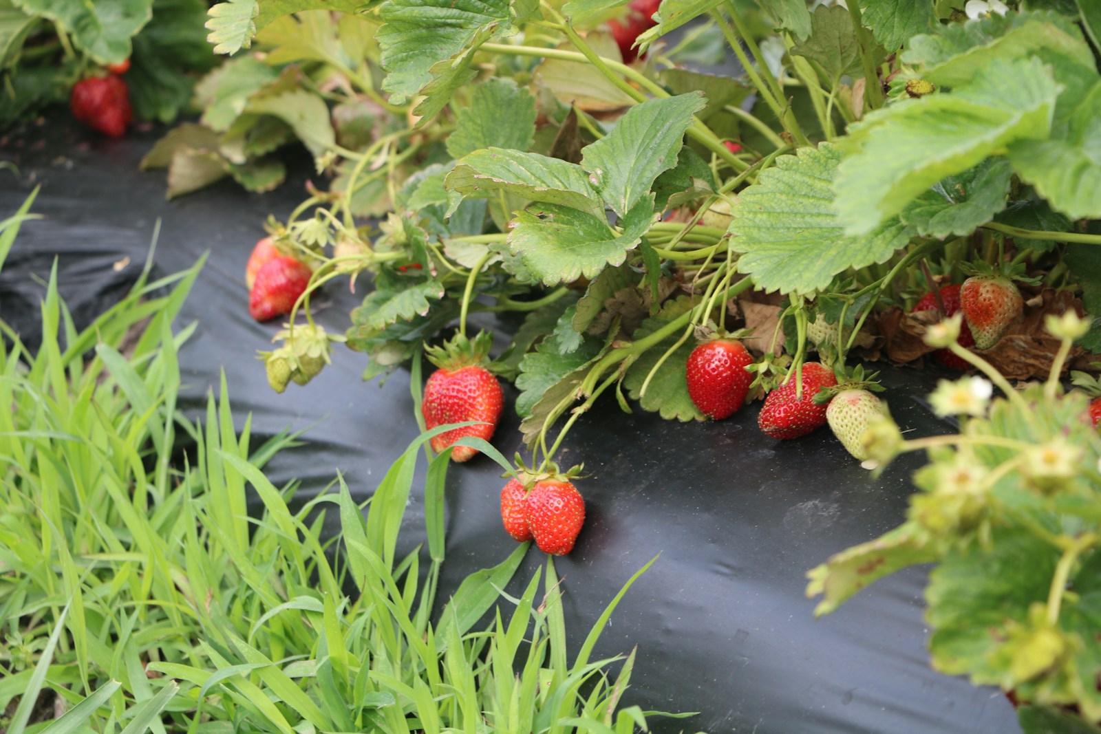 Sintomas de Estresse Hídrico