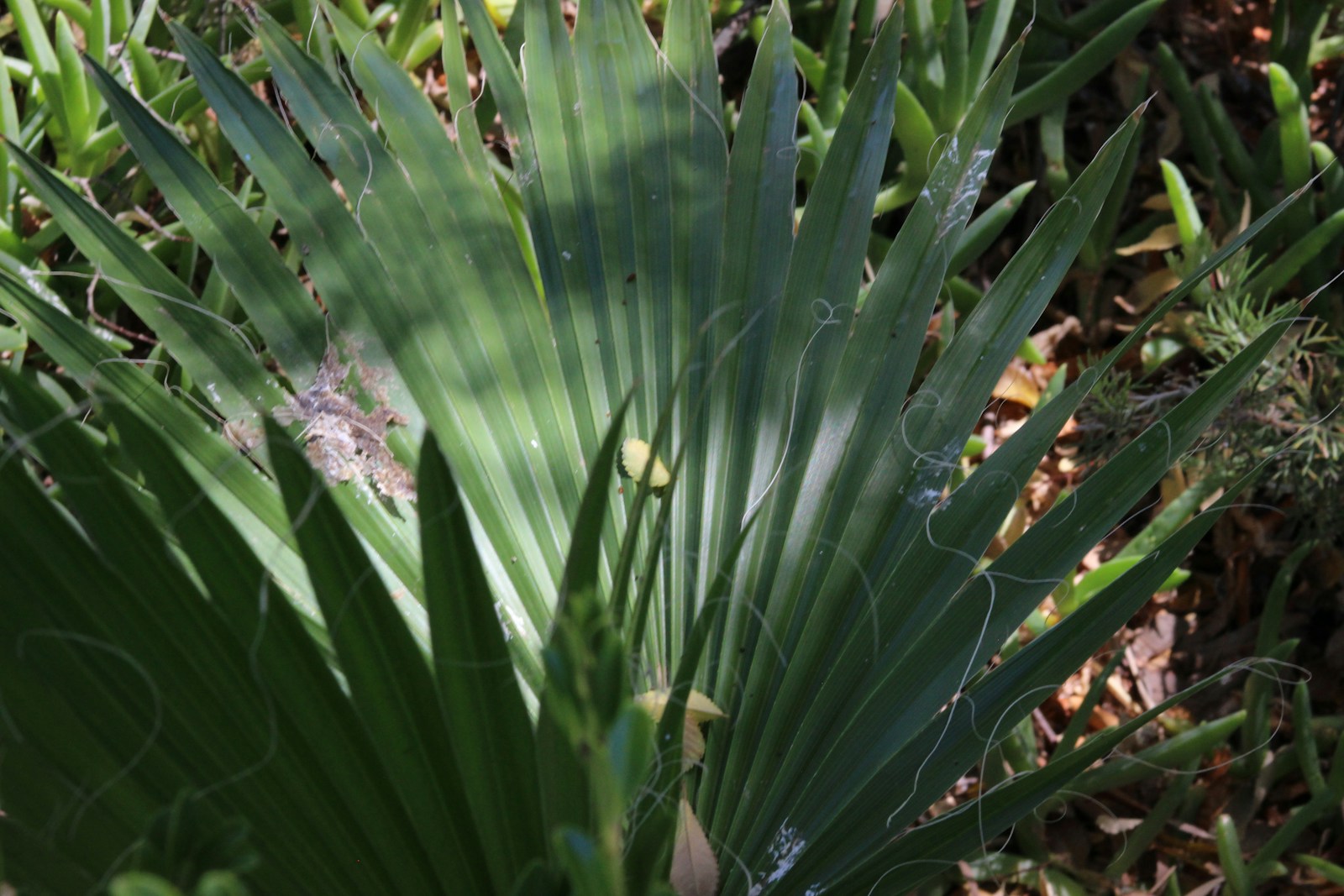 Dwarf Palmetto