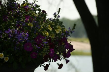 Hortênsias: Beleza e Cor no Verão