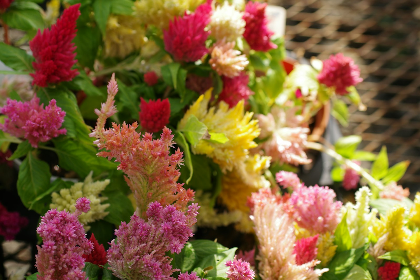 Prepare e Arranje as Flores de Hortênsia