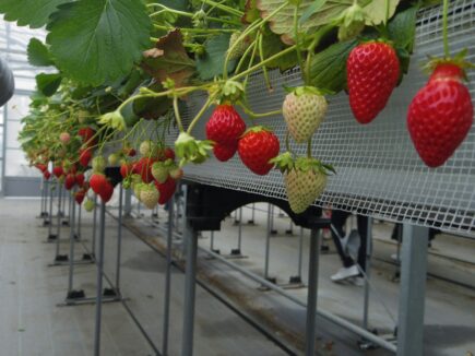Melhor Sistema de Irrigação para Morangos