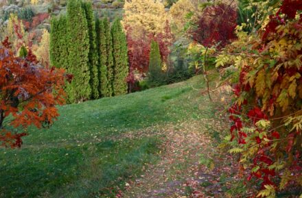 ‘Scarlet Ohno Revival’