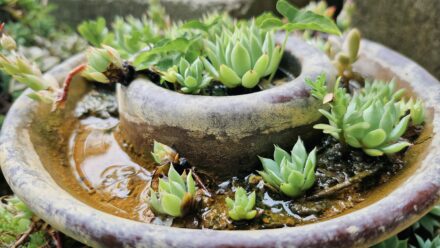 Razões Para Não Cultivar Suculentas na Água