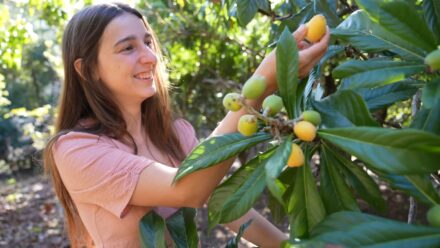 A woman picking fruit off of a tree