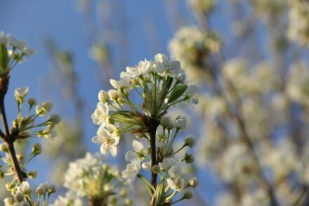 a close up of a tree with white flowers