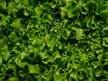 A close up of a green leafy plant