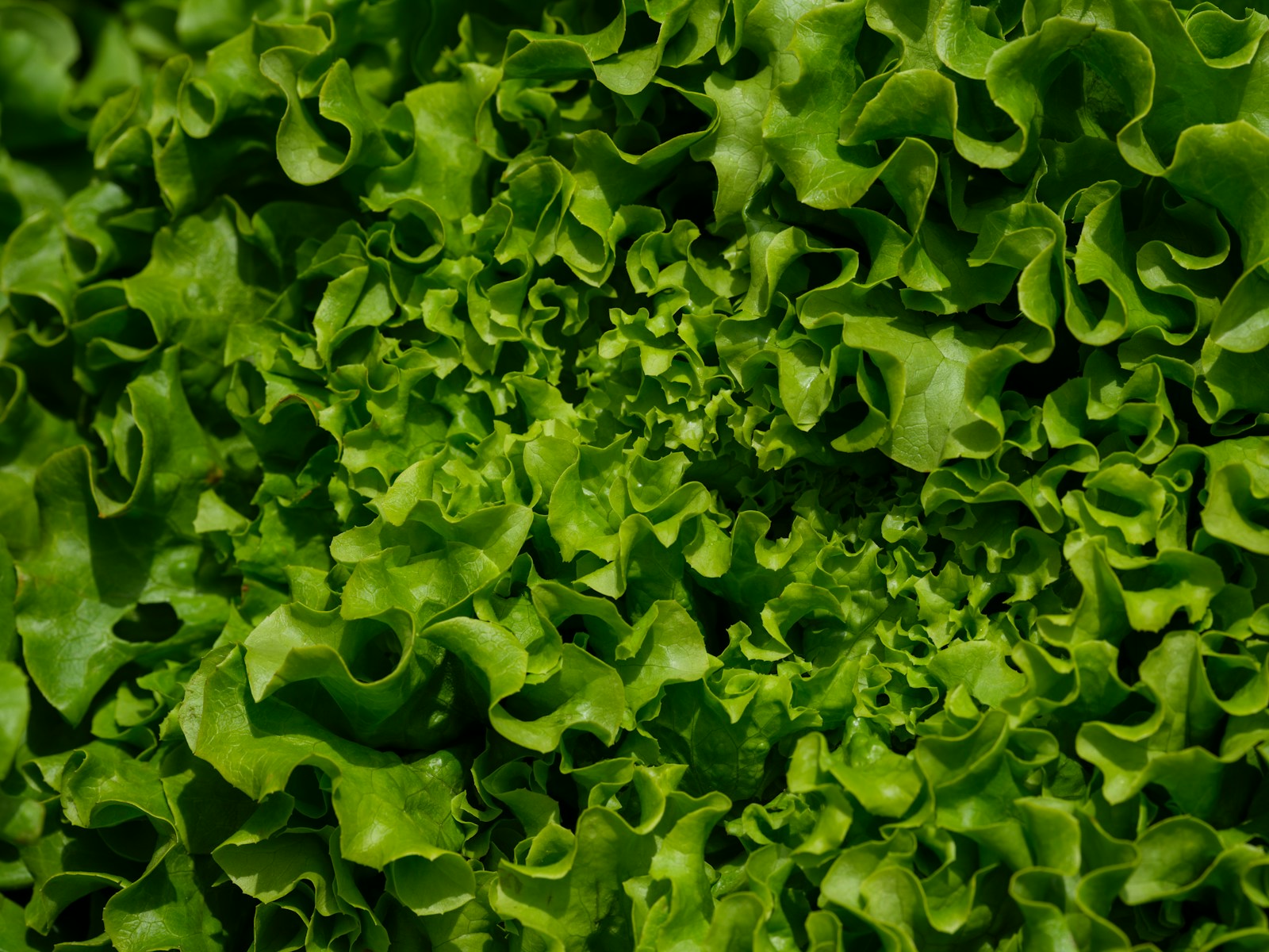 A close up of a green leafy plant