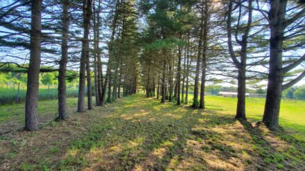 Trees line a path, casting long shadows.