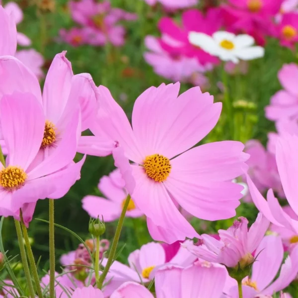 9 Plantas de Jardim para Começar a partir de Sementes em Abril