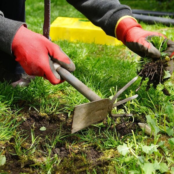 7 Ervas Daninhas do Início da Primavera para Ficar de Olho