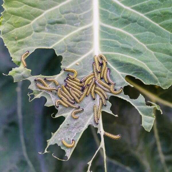 Pragas de Jardim na Primavera Estão Chegando: Veja Como Detê-las Cedo
