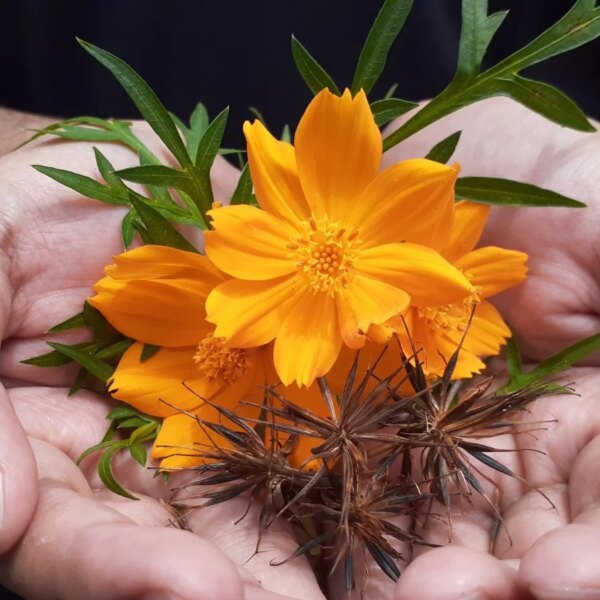 Quando Plantar Sementes de Cosmos: Um Guia Regional