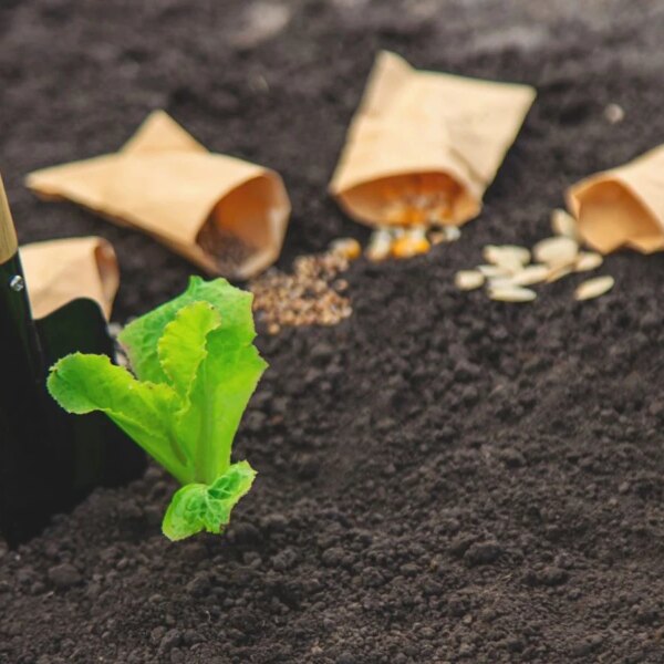 Plante Estas Sementes Diretamente no Solo em Abril