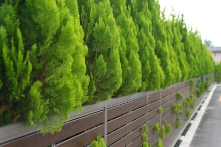 Neatly trimmed green trees line a modern fence.