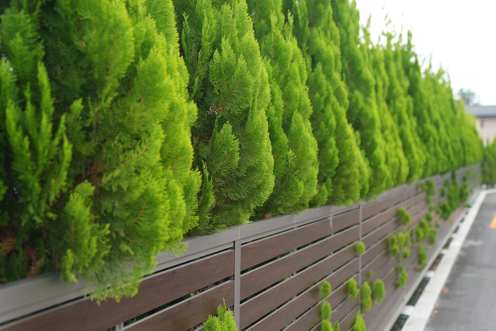 Neatly trimmed green trees line a modern fence.