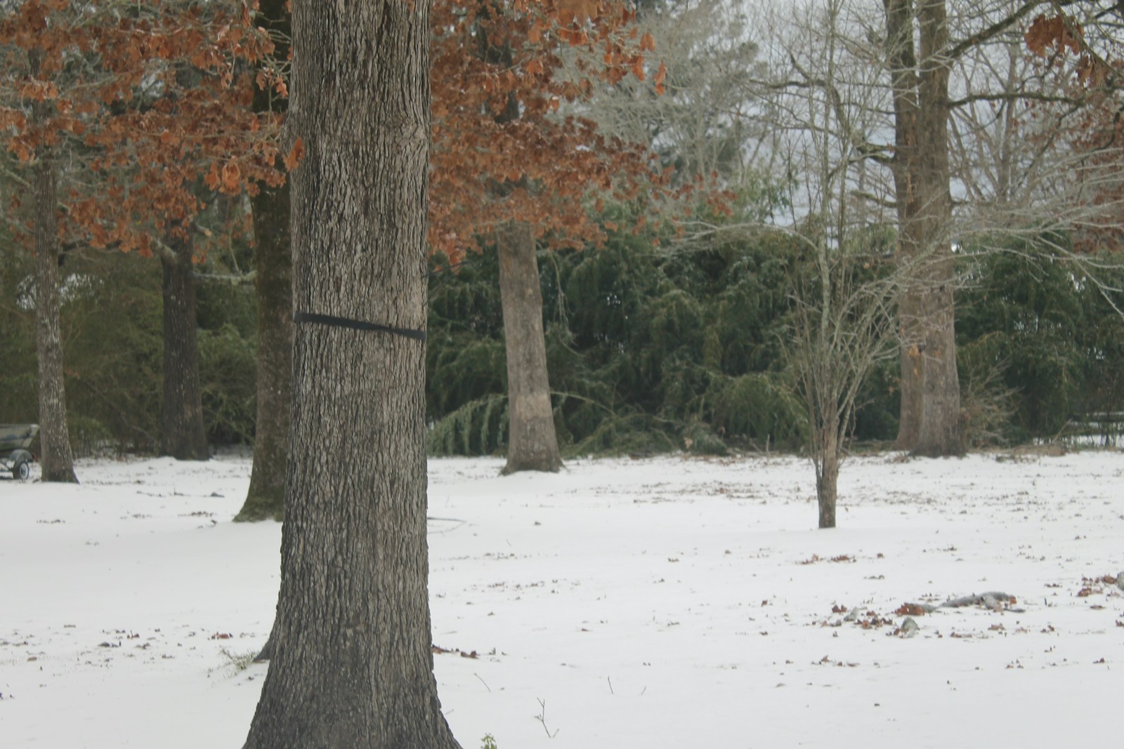 Trees in a snowy landscape with green foliage.