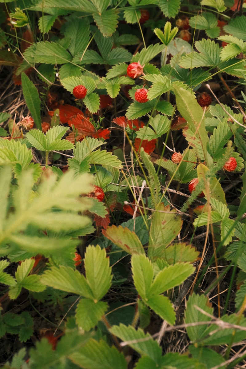 Wild strawberries grow among green leaves.