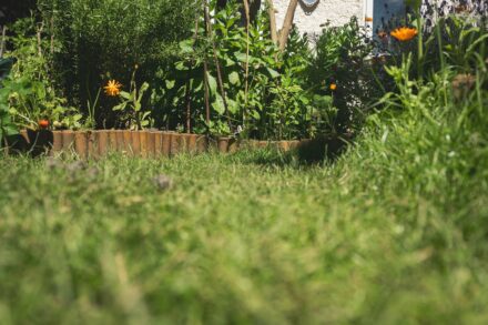 A low angle view of a lush green garden path.