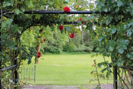 a gate with roses growing over it in a park
