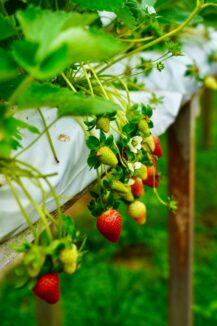 A bunch of strawberries growing on a vine