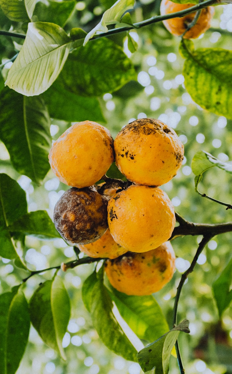 orange fruit on tree branch