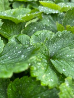 a close up of a leaf