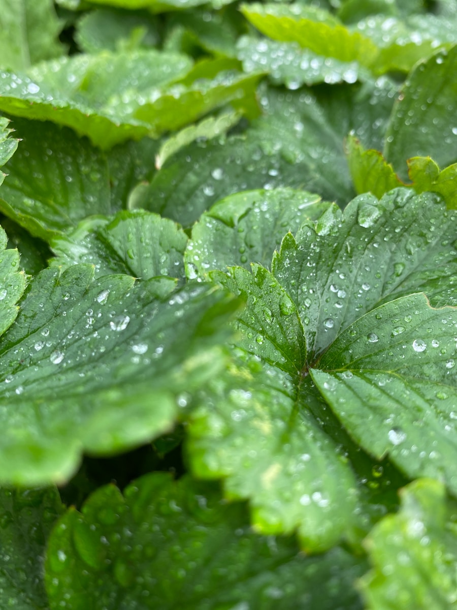 a close up of a leaf