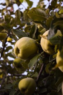 A tree filled with lots of green apples