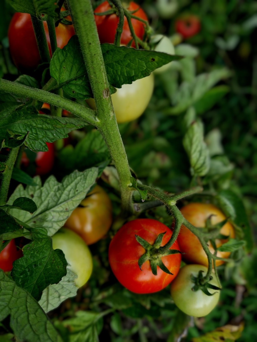 A close up of a bunch of tomatoes on a plant