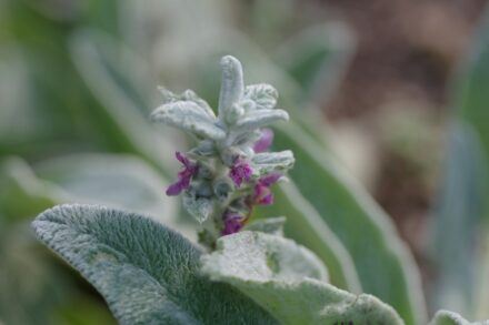 A close up of a flower on a plant
