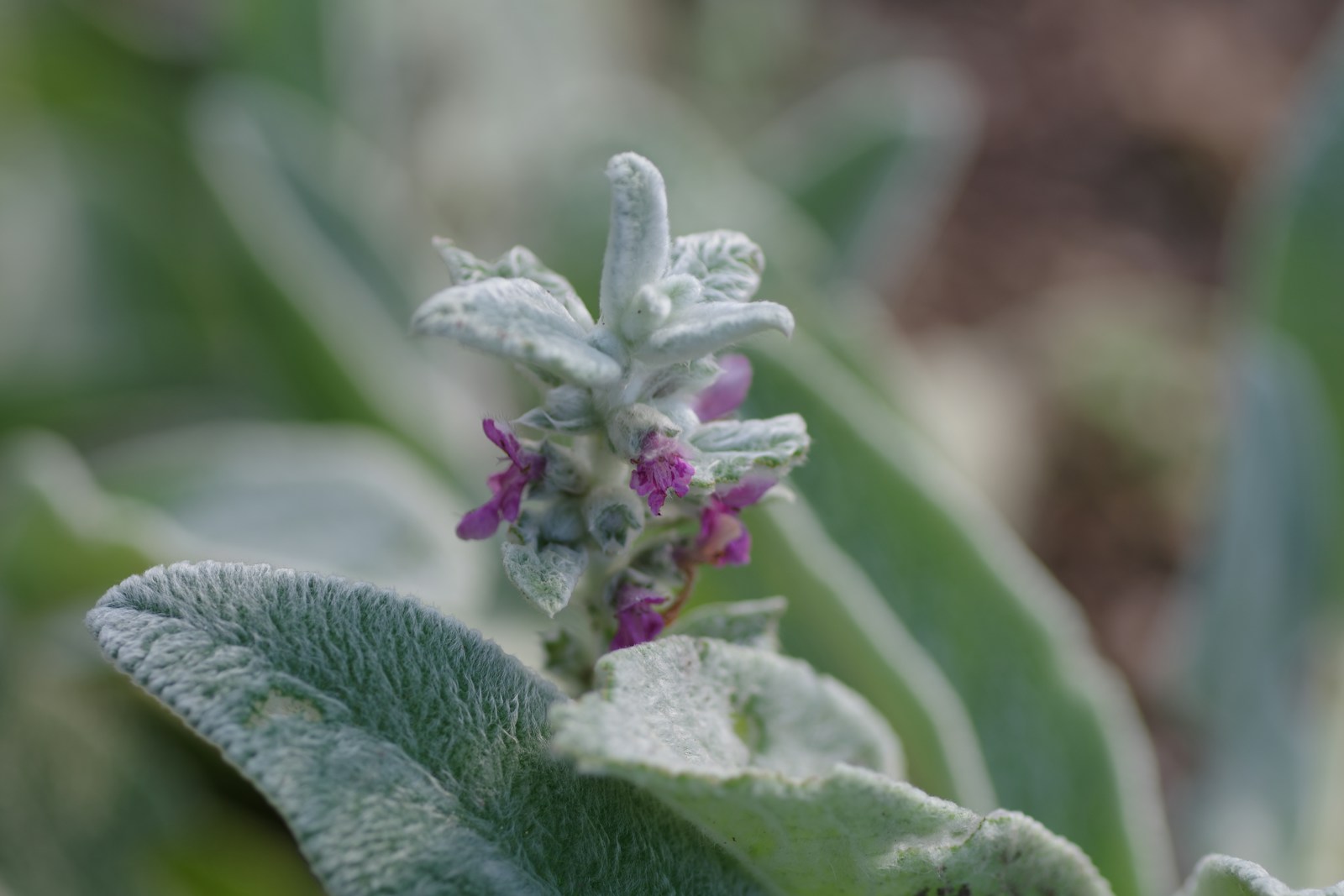 A close up of a flower on a plant