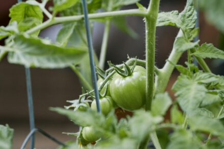 a close up of a green tomato plant