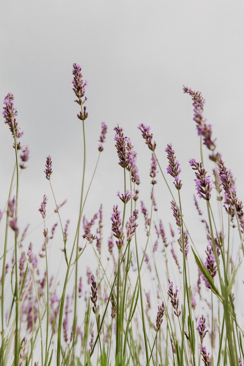 brown flowers in shallow focus lens