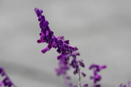 A close-up of a vibrant purple flower spike.