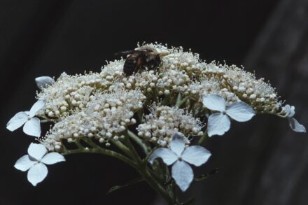 a bee on a white flower