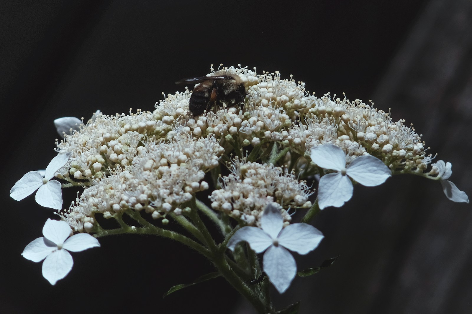 a bee on a white flower