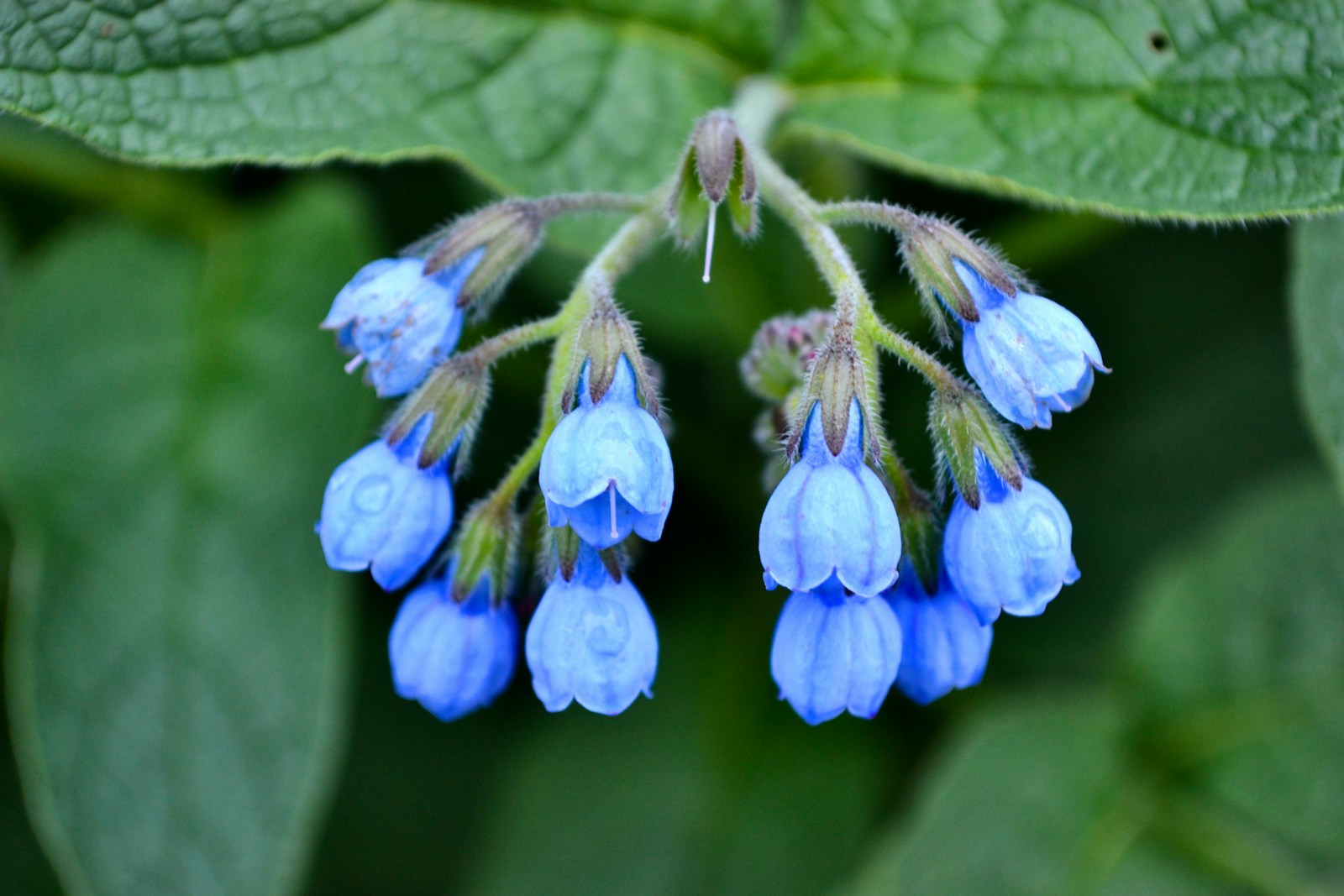 a close up of a flower