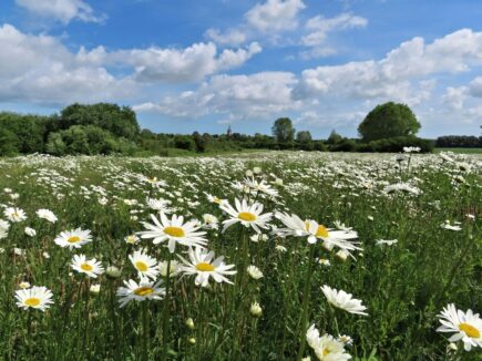 Field of white daisies under a blue sky