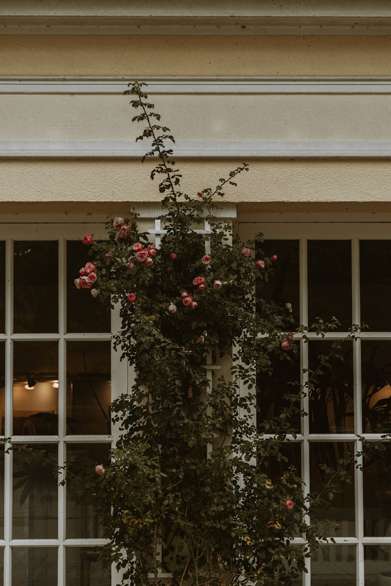Climbing roses grow against a window.