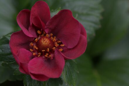A close up of a red flower with green leaves